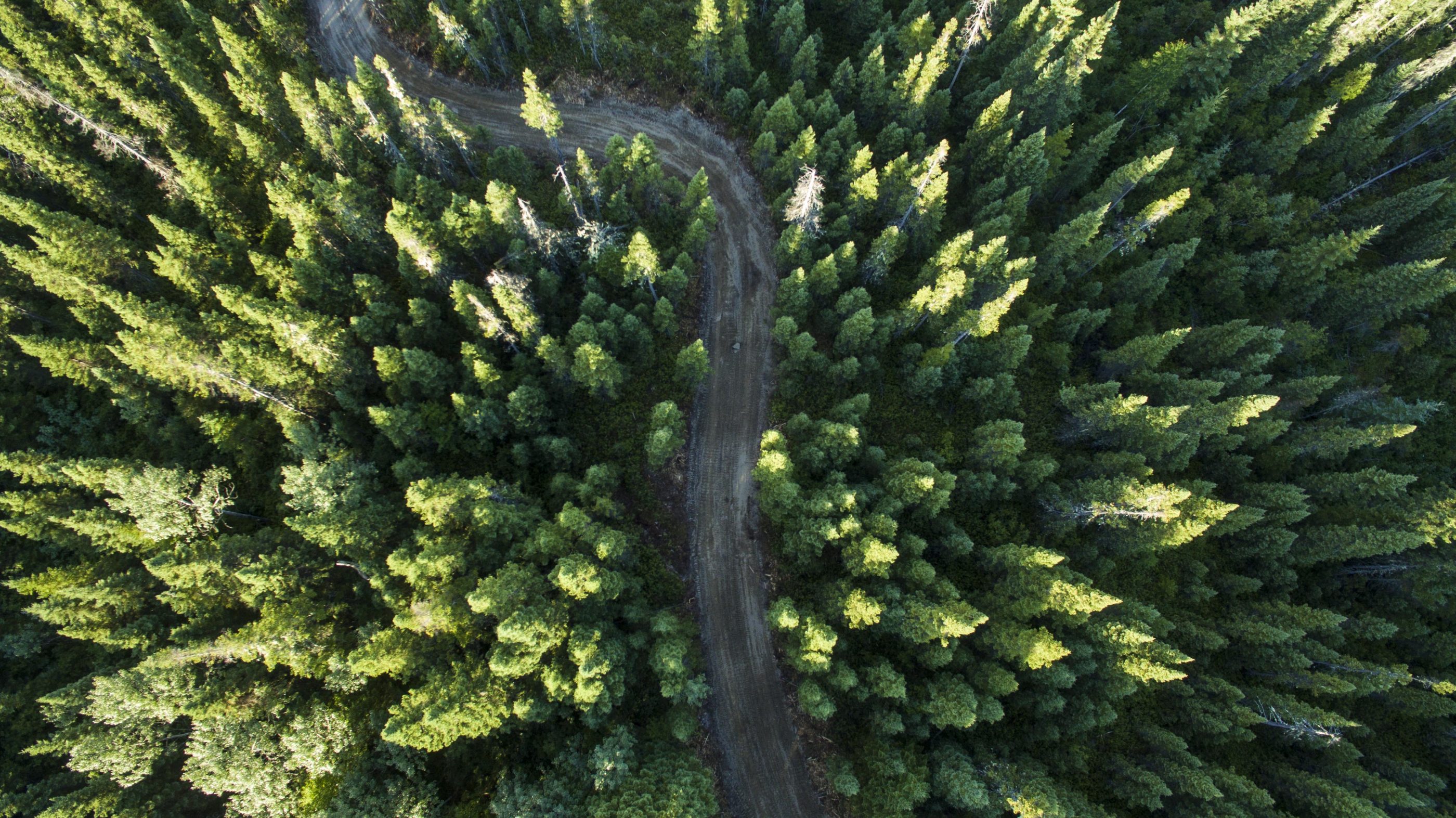 Aerial Image of Forestry Road